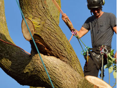 All About Tree Services